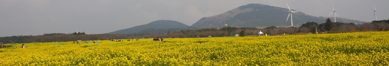 제주 유채꽃