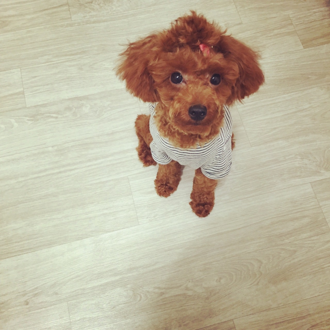 강아지 구충제 & 심장사상충 예방제 복용법 총정리