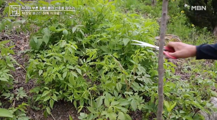 봄나물이미지