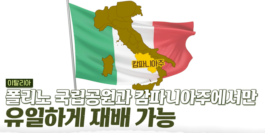 아누카사과 분말