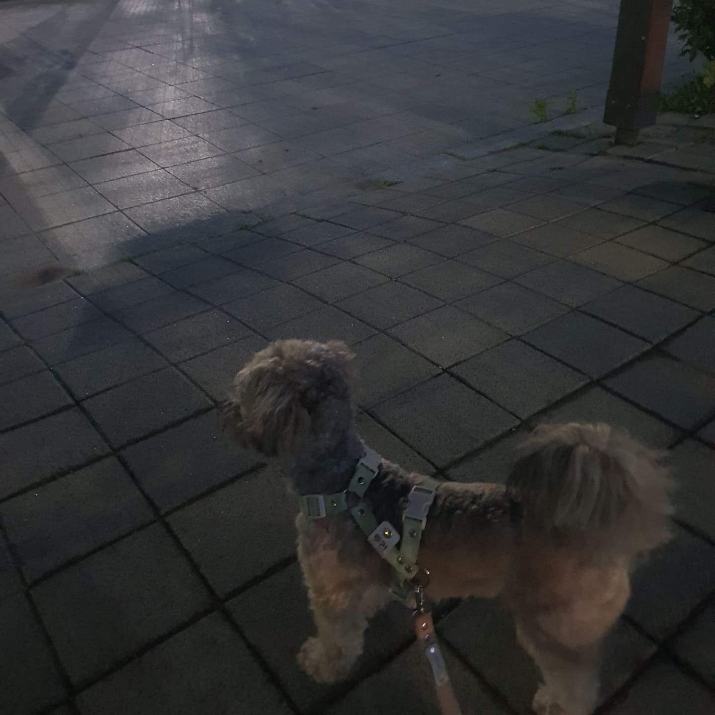 저녁 산책 중 쉬는 강아지