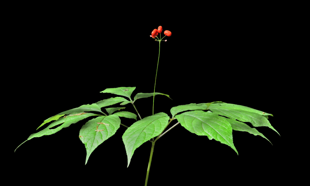 폐렴 예방, 홍삼