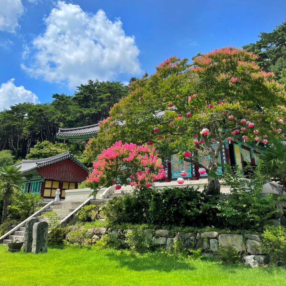 화순 만연사 배롱나무꽃