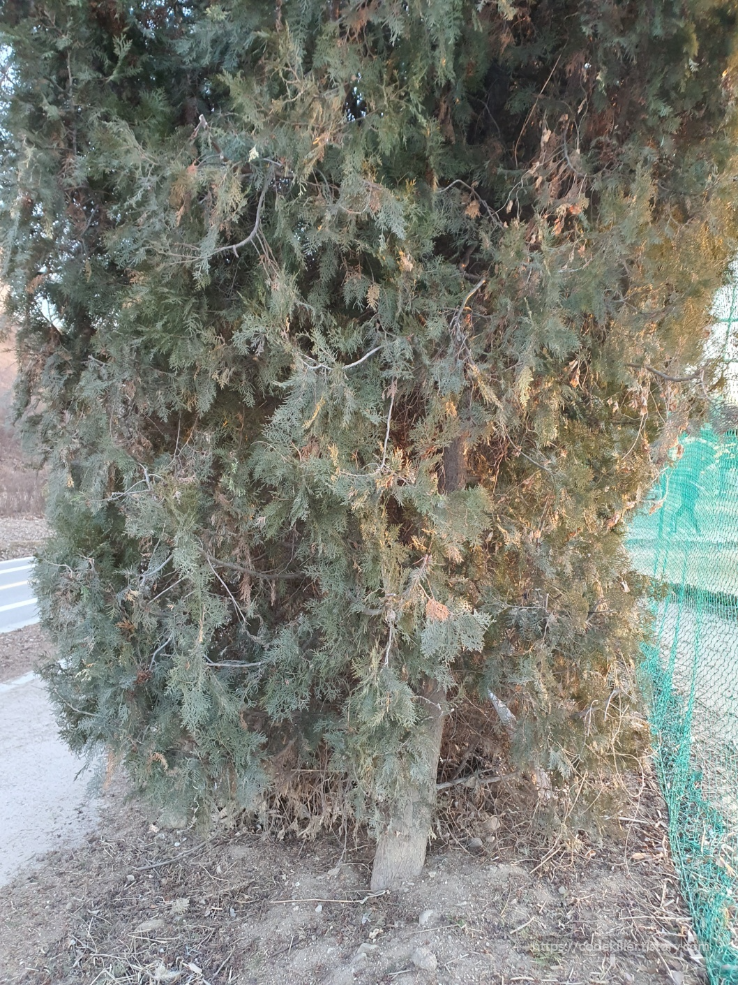 측백나무