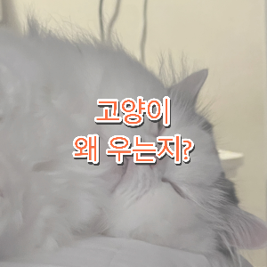 고양이 왜 우나