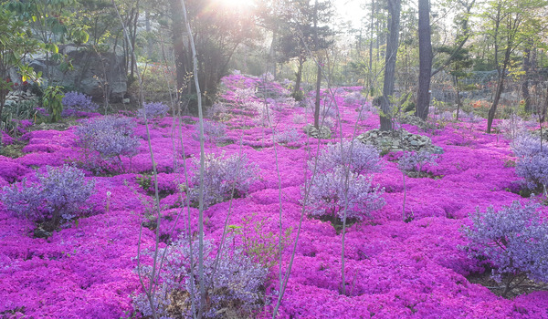 해남 포레스트수목원(4rest), 국내 최대 수국정원 완전 정복!