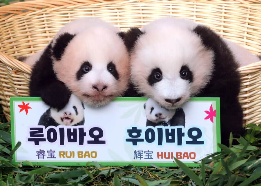 에버랜드 판다월드