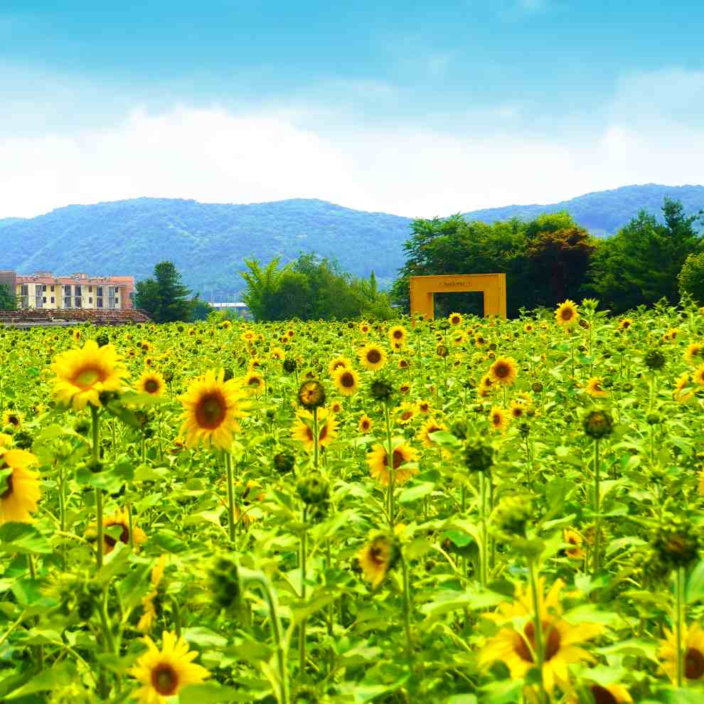 파주 해바라기 축제