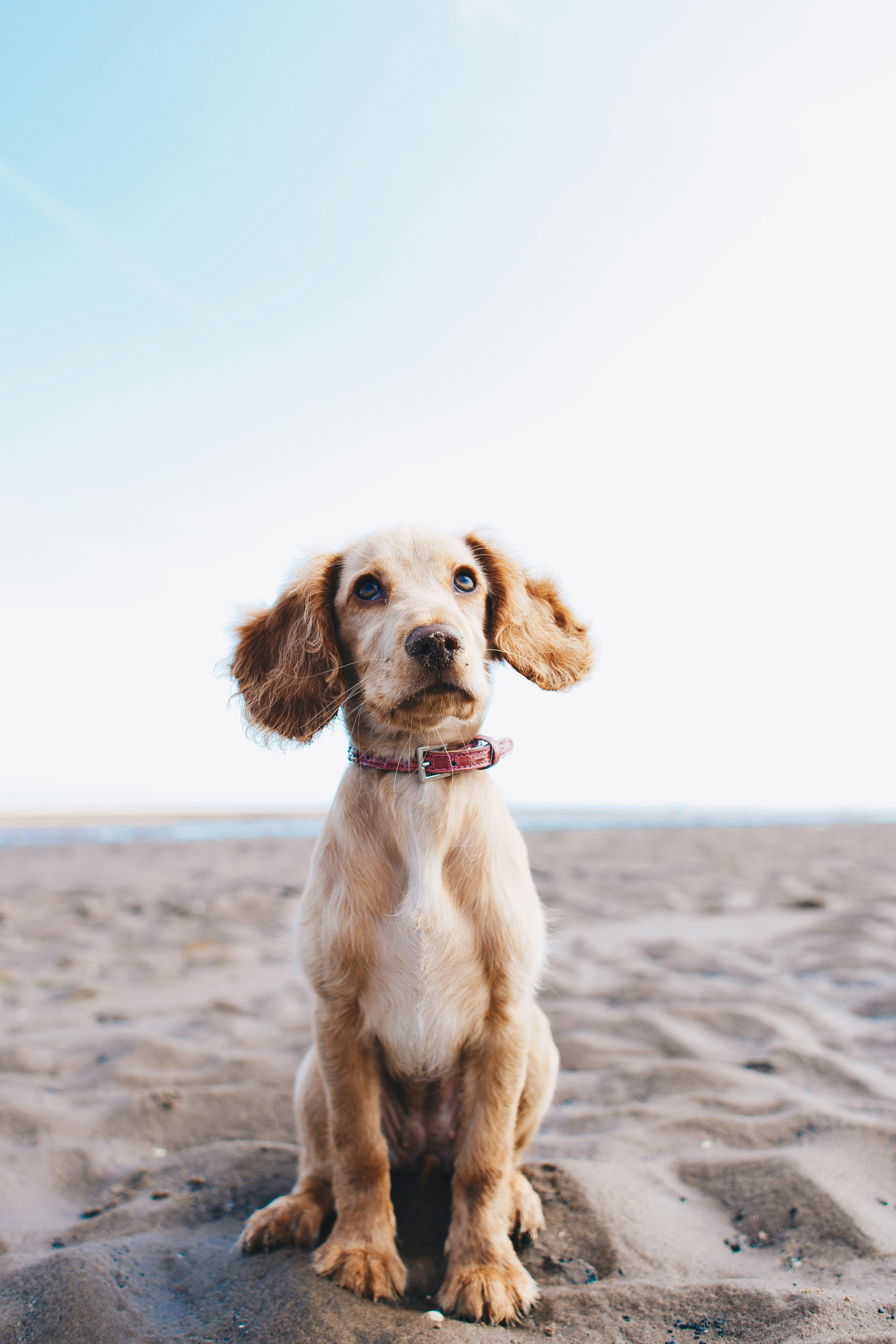반려견과의 안전한 여행 - Traveling with Your Dog: Complete Guide to Essentials and Precautions