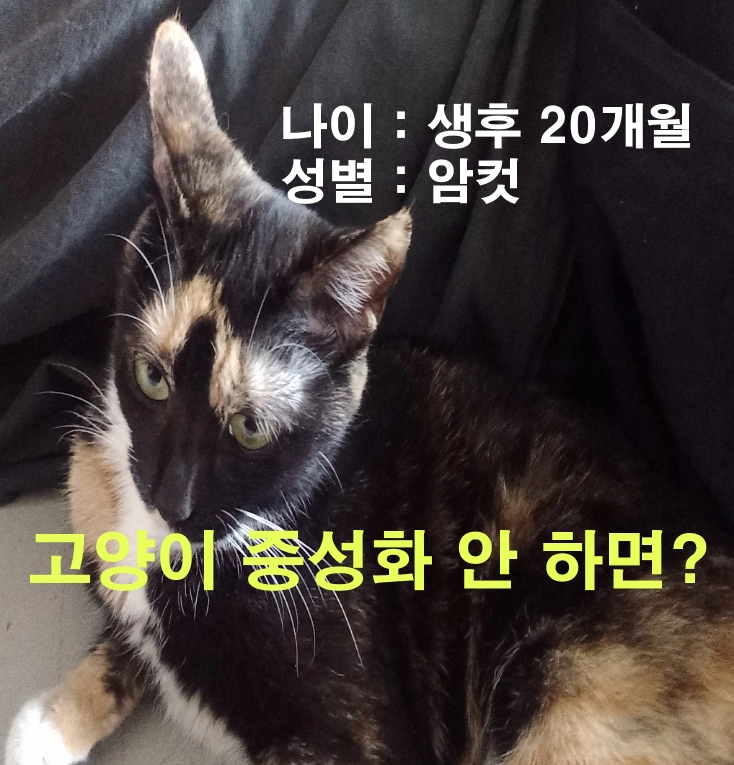 고양이 중성화수술 안하면