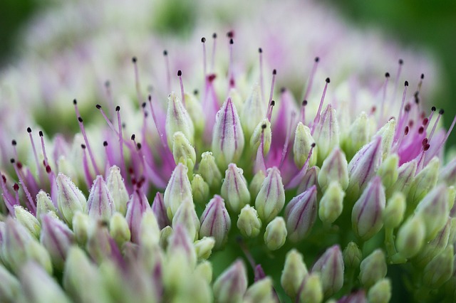 방풍 나물 효능