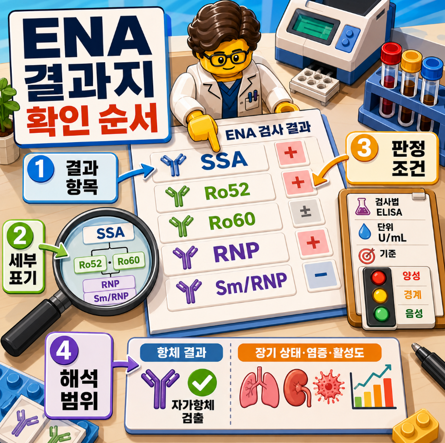 ENA 결과지에서 개별 항체명, 세부 표기, 판정 조건, 해석 범위를 순서대로 확인하는 방법을 보여주는 레고 스타일 의료 인포그래픽