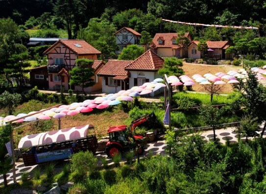 허브 아일랜드 핑크뮬리축제