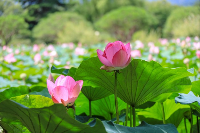 세미원 연꽃문화제