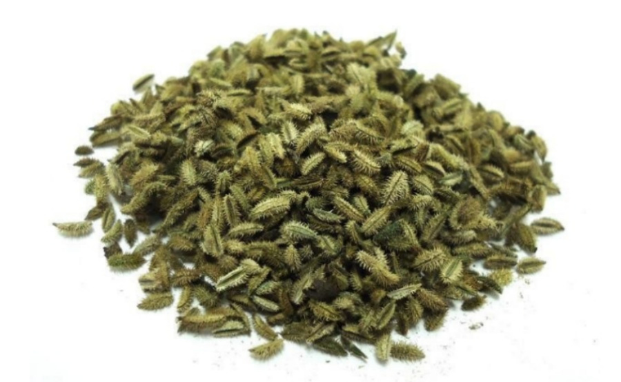 야생에서 채취를 한 사상자를 깨끗하게 세척하고 건조시킨 것을 하얀 바닥 위에 한움큼 수북하게 놓아두고 찍은 사진