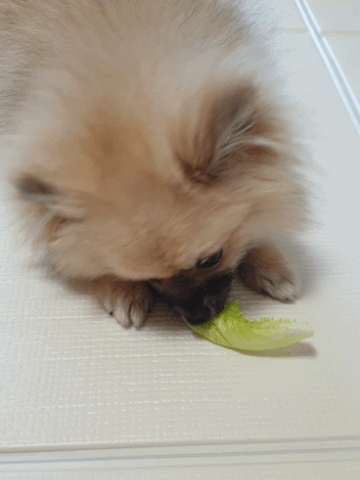 상추를 싫어하는 강아지