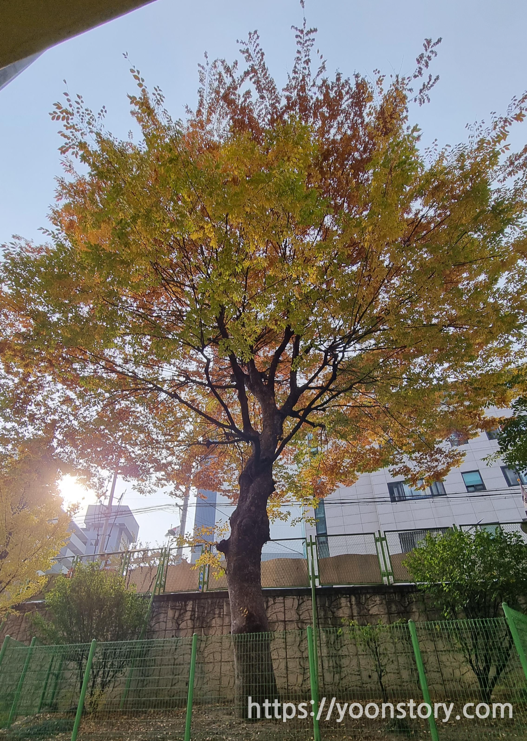 가을 나무