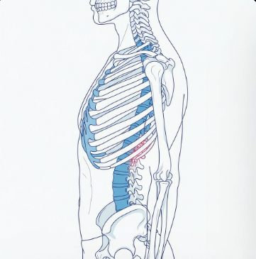 골다공증 증상과 예방법 총정리2