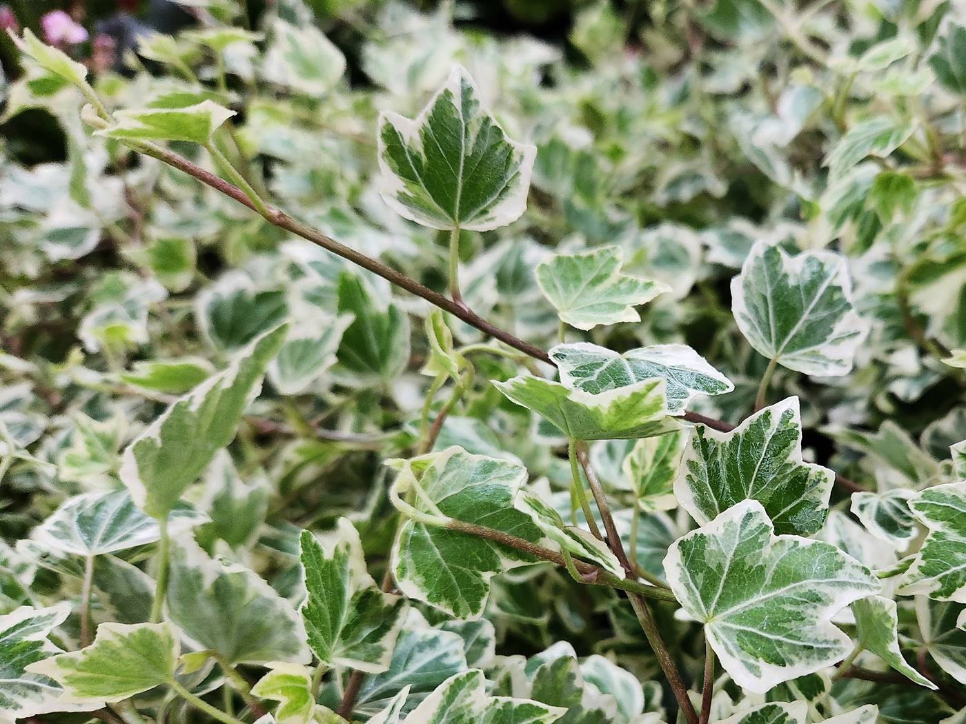 무늬아이비 Variegated English Ivy