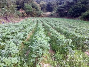 감자 재배 심는간격 상토 선택 배수 관리_7