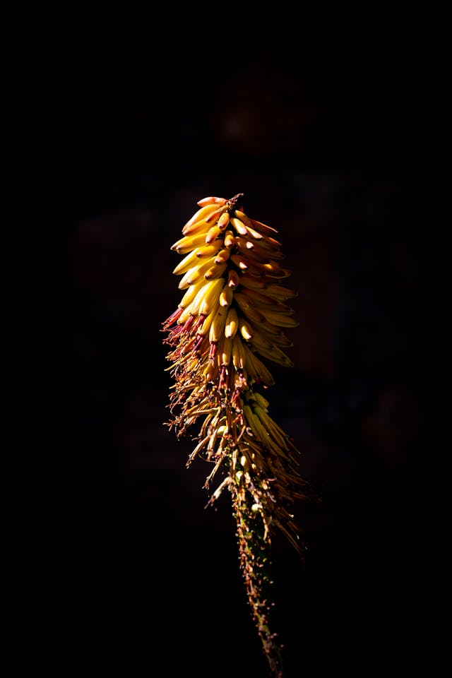 바나나-효능과-주의-사항