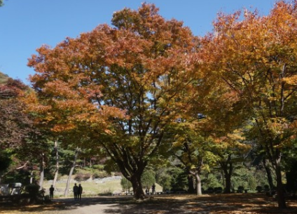 경기도 가을꽃 추천여행지 BEST 4