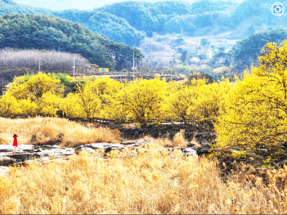 구례 산수유축제