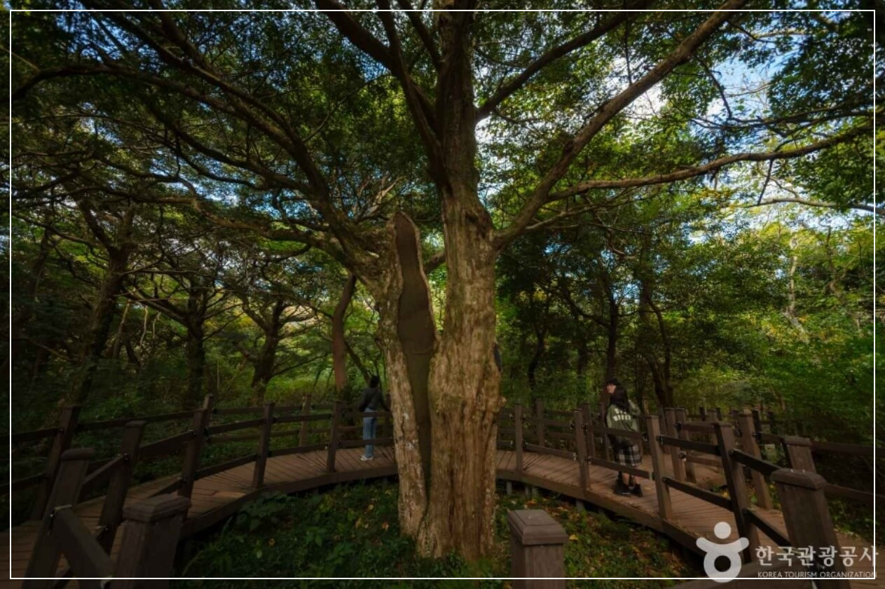 제주도 가볼만한곳 베스트10 비자림