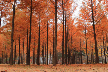 2023 단풍여행 시기 지역별 명소