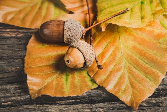 충북 가을여행 추천