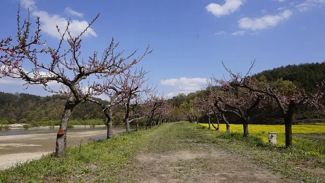 제주 유채꽃 개화 시기 봄 여행 필수 코스_5