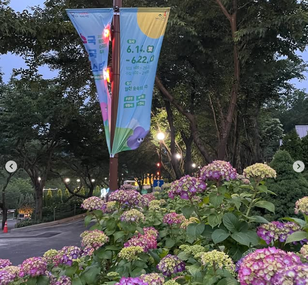 2025 월아산 숲속의진주 수국 3