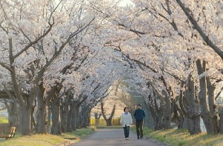 2024 벚꽃 개화시기