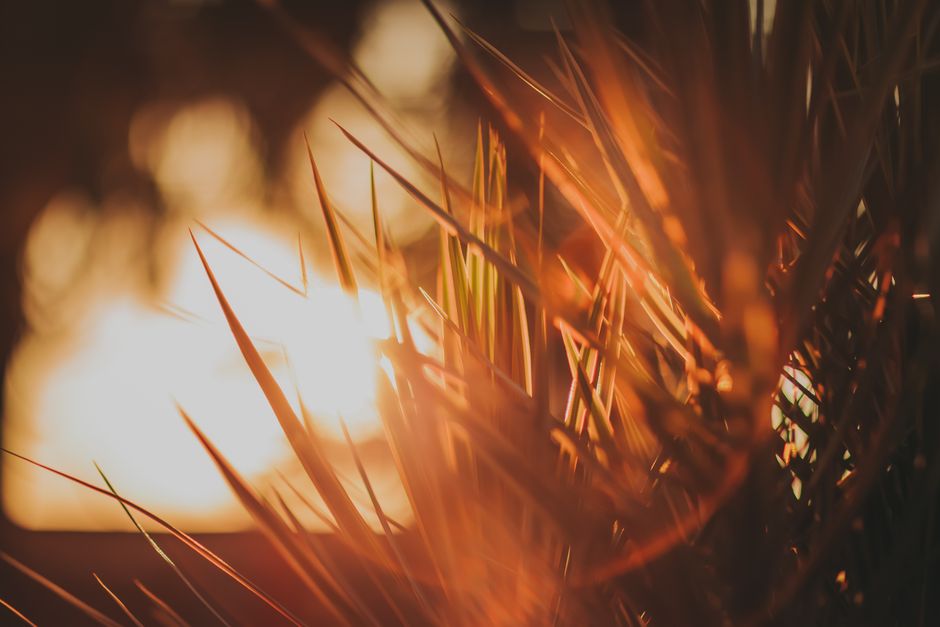 Warm backlit grass blades glowing in the sunlight, creating an autumnal mood.
