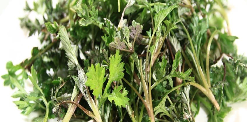 다듬어져 있는 쑥