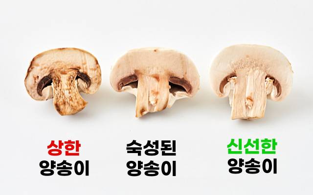 양송이버섯 상한거 구분 양송이버섯 냉동보관