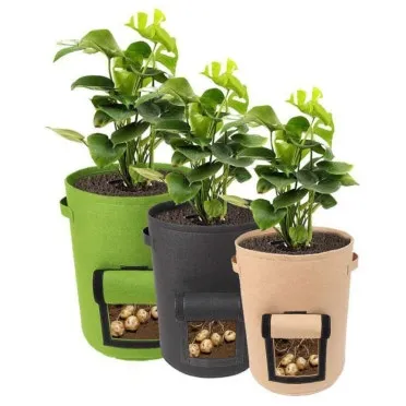 텃밭 대파 키우는 법 토양 북주기 웃거름 병해 예방_4