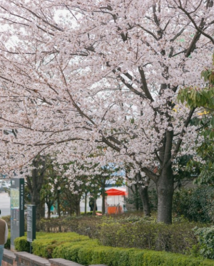벚꽃명소