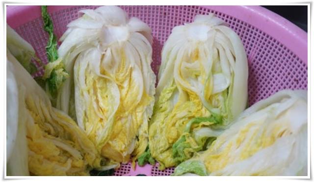 김장철 배추값 폭등