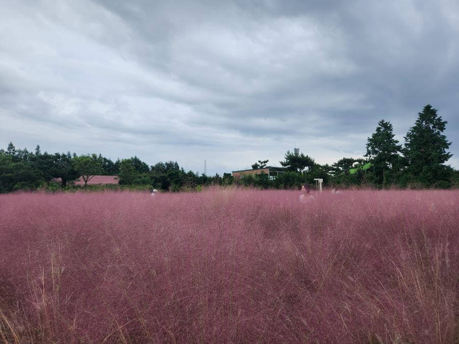 휴애리핑크뮬리축제