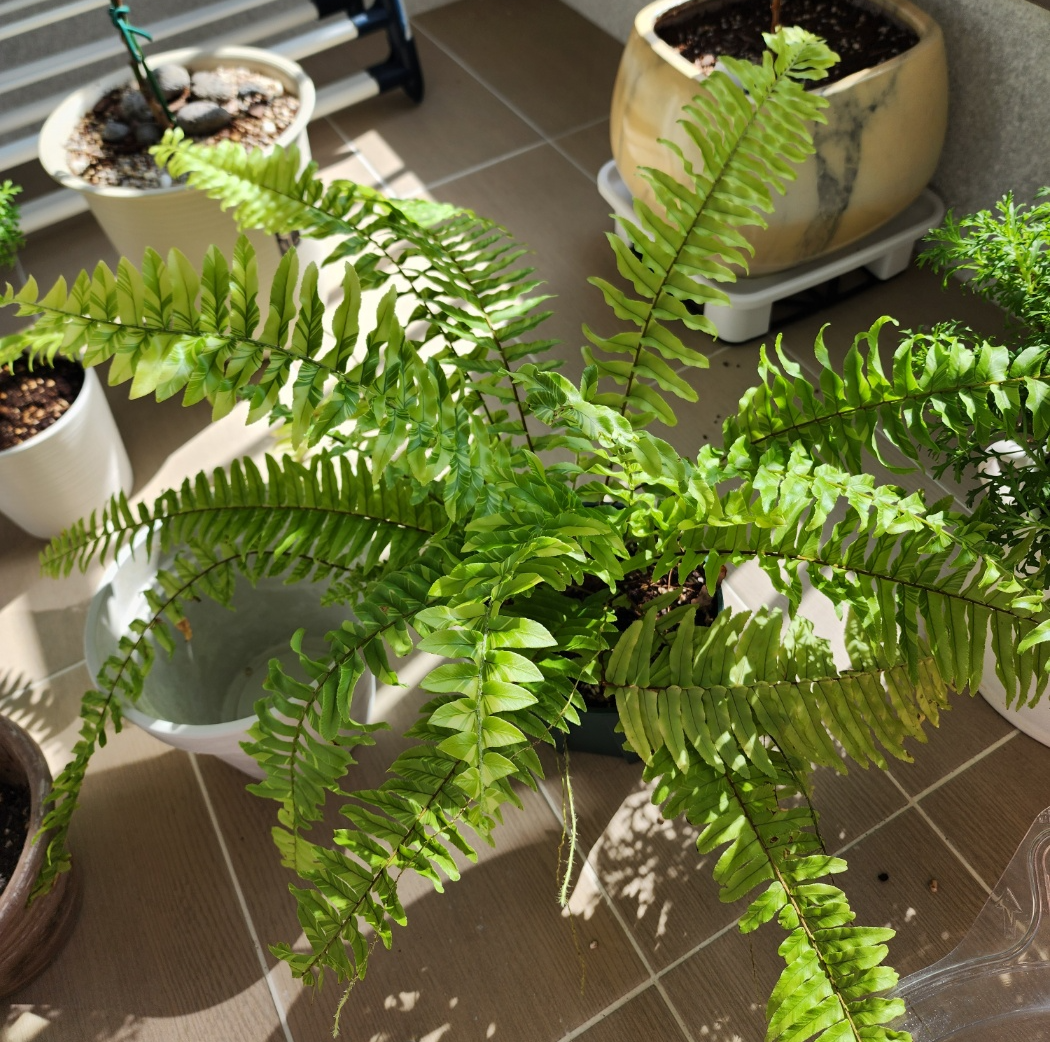 분갈이 직전의 무늬보스턴고사리