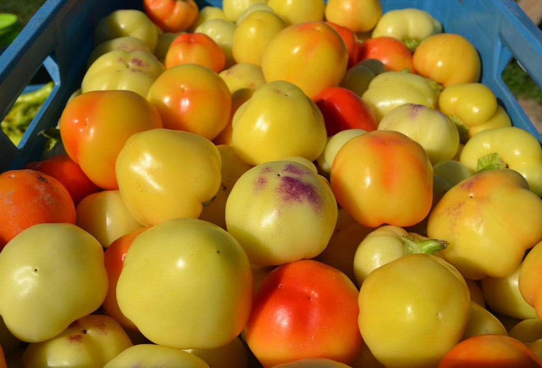 박스에 담겨있는 알마 파프리카 사진