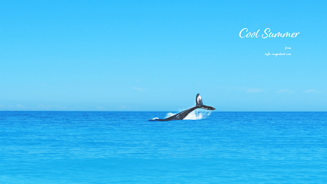 09 고래 C - Cool Summer 여름배경화면