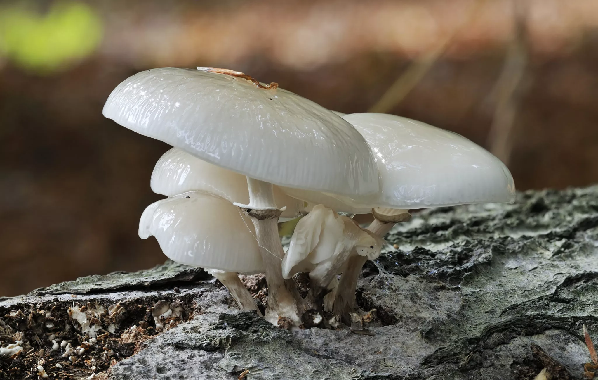 도자기버섯 포슬린