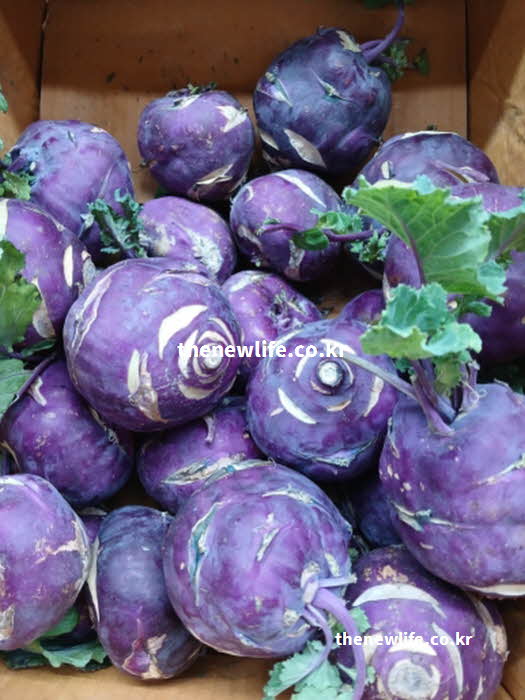 콜라비 효능 조리법