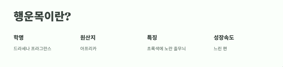 행운목 키우는 방법 바로 보기