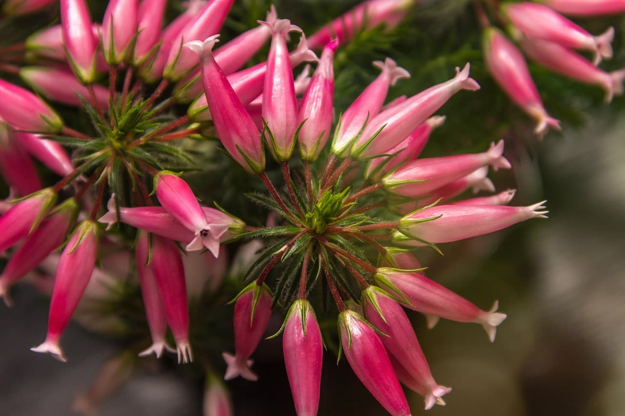 14편. 희귀 식물 키우기 위한 기본 도구와 활용법