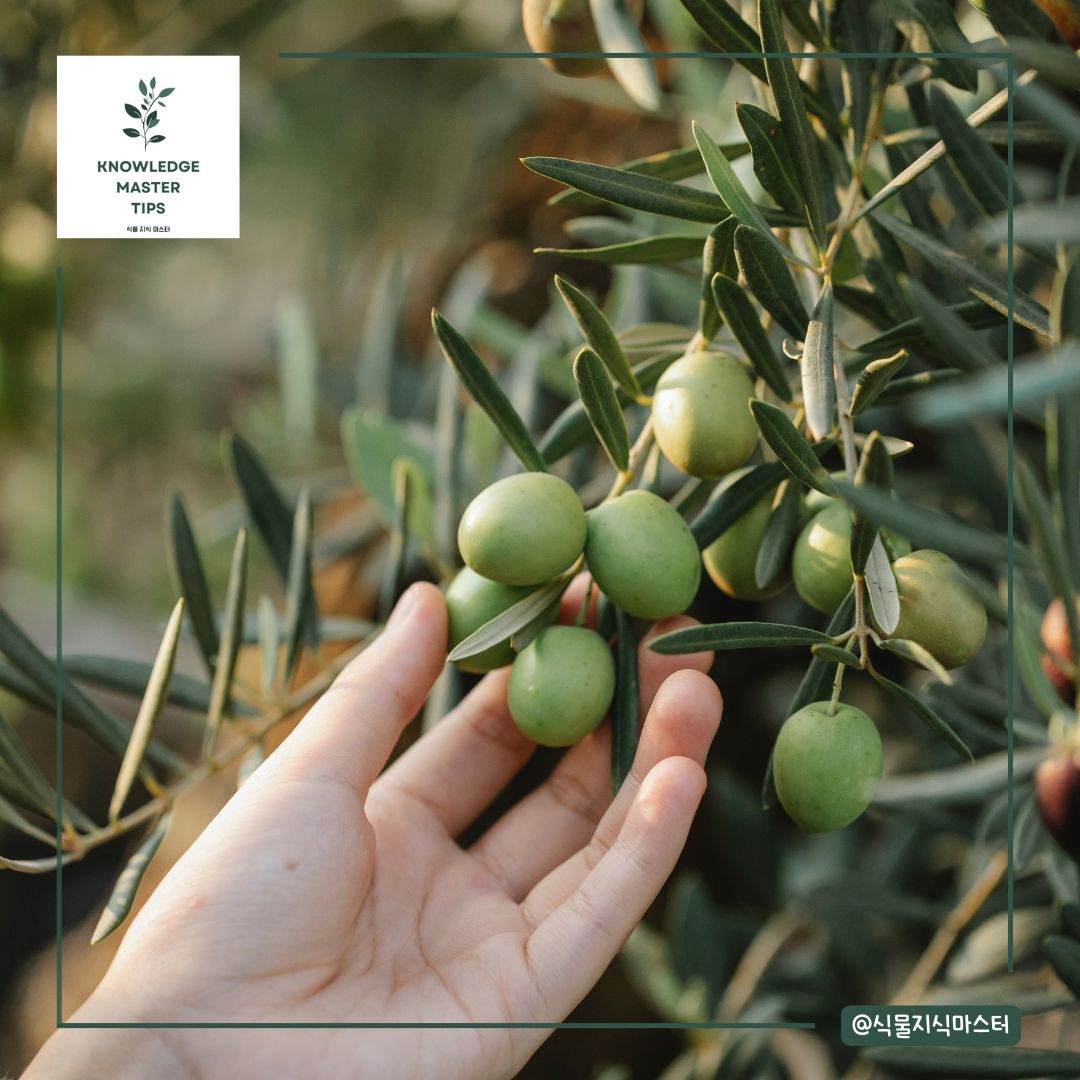 올리브나무 가지치기 방법