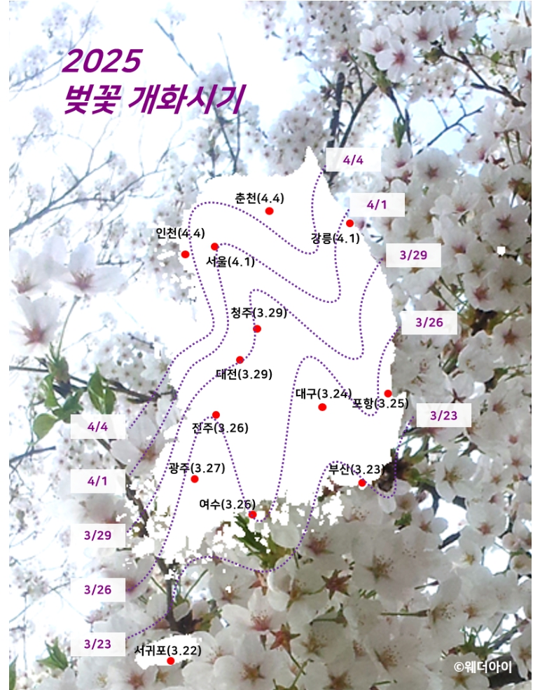 2025 전국 벚꽃 개화시기