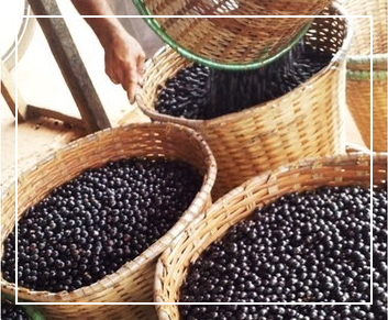 아사이베리 분말 활용법 